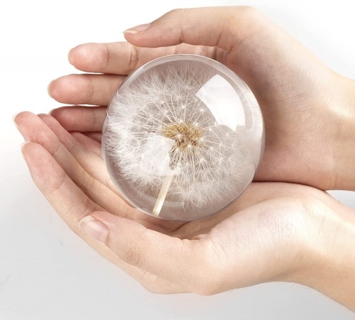 Real dandelion paperweight